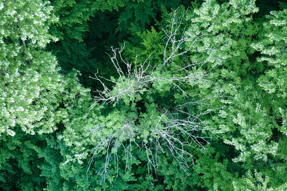 Aerial view of bare, dying white tree branches contrasting against a lush, green forest canopy.