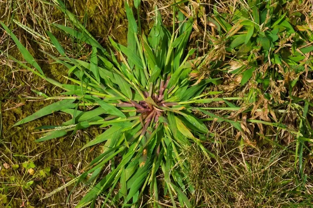 Top-down view of a large crabgrass weed growing in a circular pattern within a lawn.
