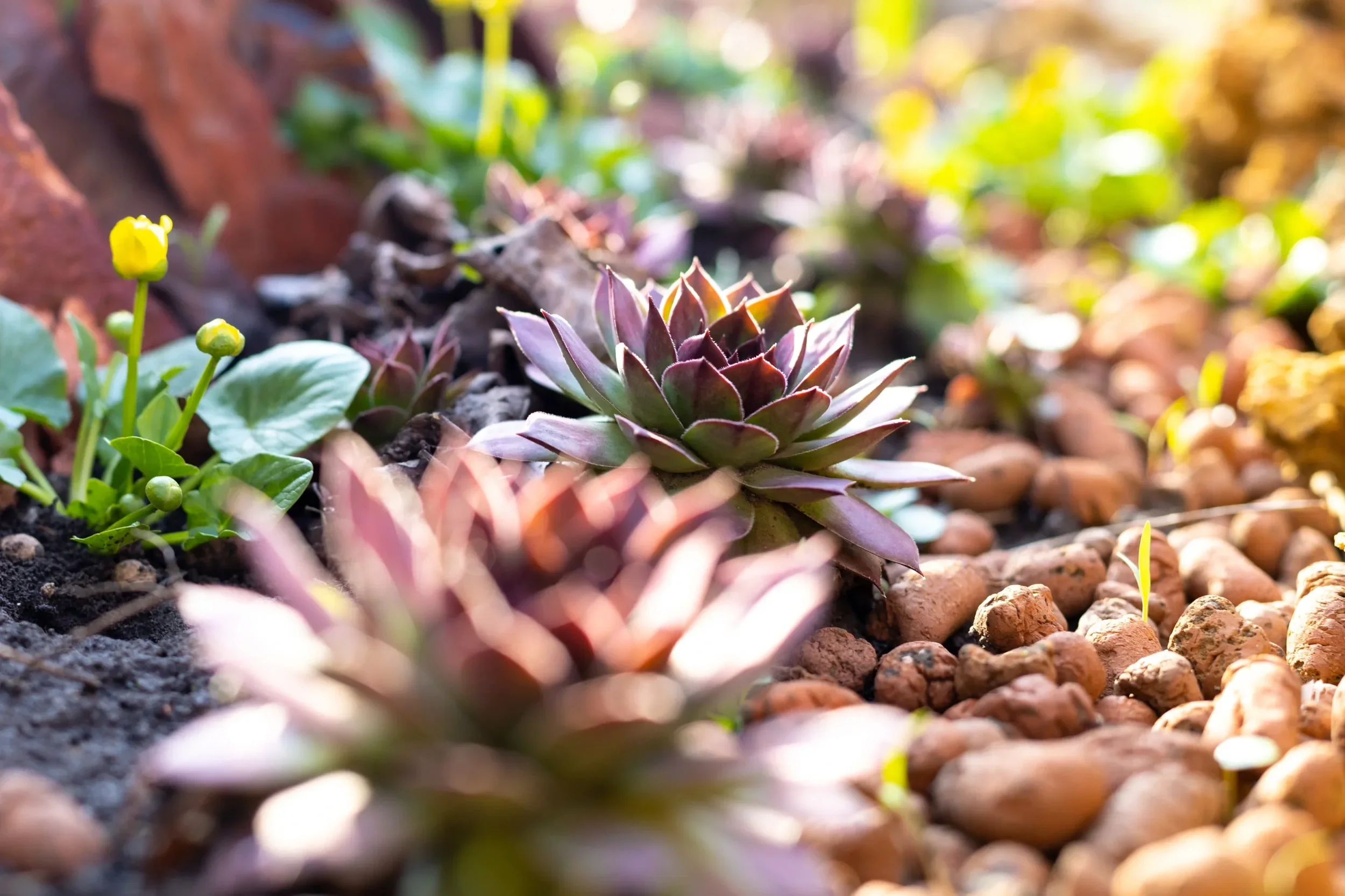 Purple Sempervivum succulents and small yellow flowers in a rock garden with clay pebbles and soft sunlight.