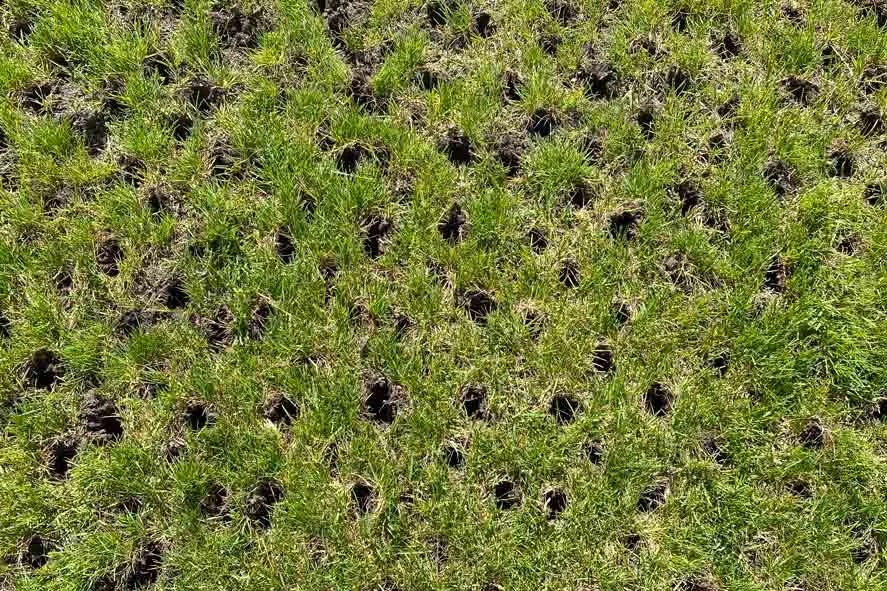 Close-up of a lawn after core aeration showing small holes in the green turf for soil health.