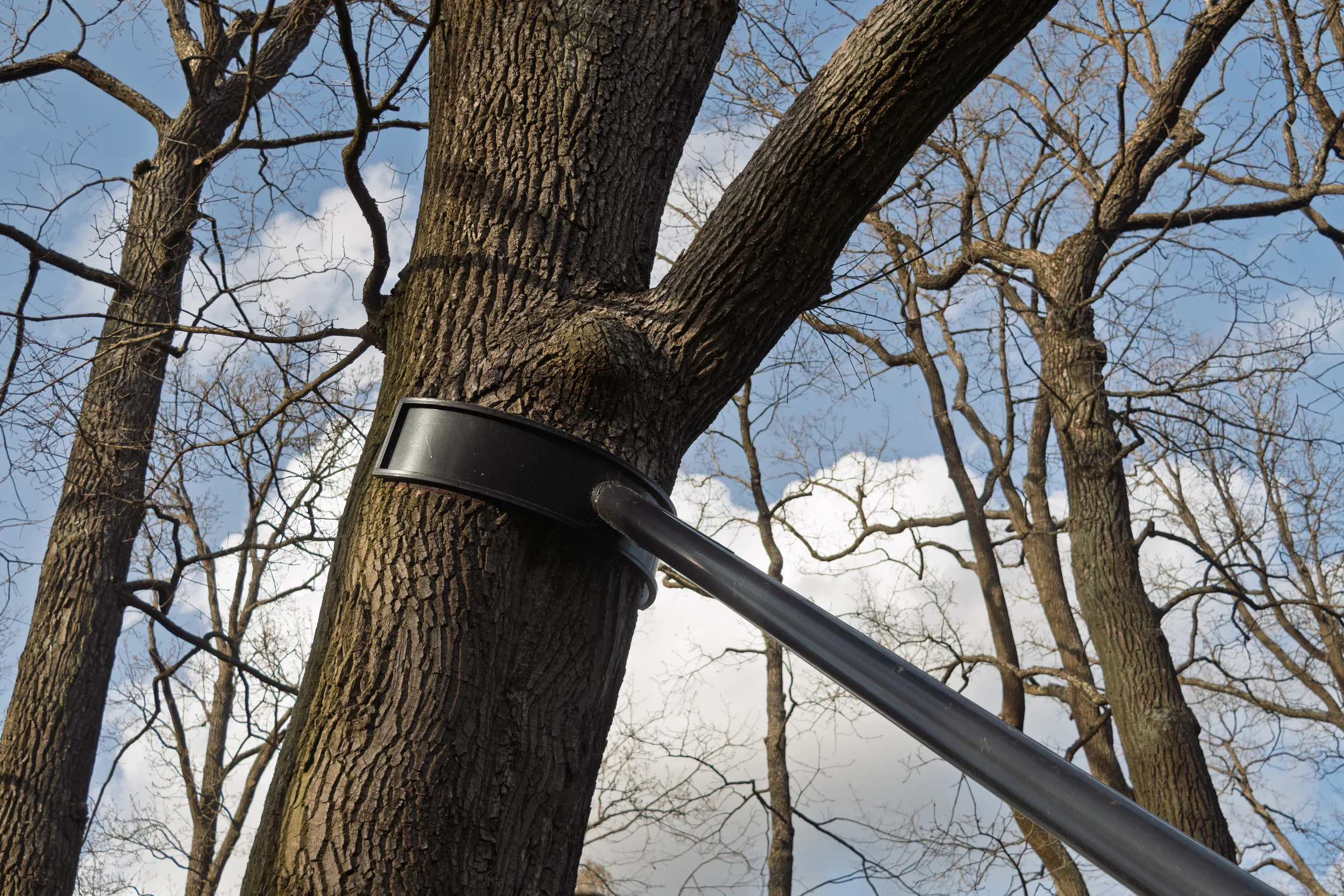 A black metal bracing rod attached to a tree trunk to provide structural support and prevent limb failure.