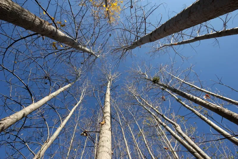 Low-angle view of tall, slender deciduous trees reaching toward a clear blue sky in a wooded area.