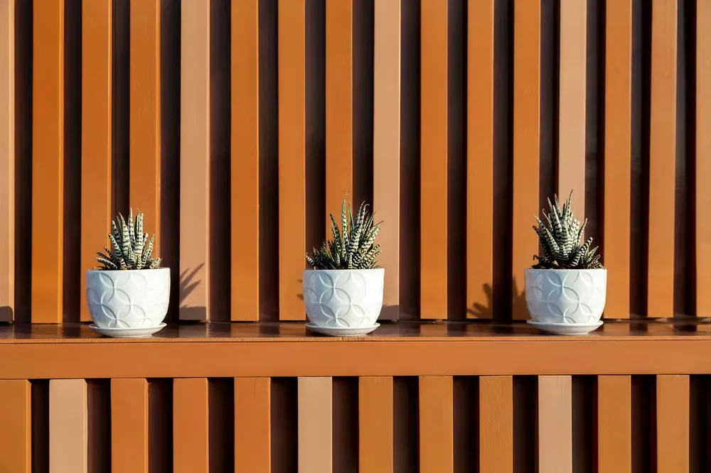 Three small zebra succulents in patterned white ceramic pots lined up against a modern vertical wooden slat privacy wall.