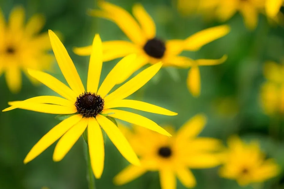 Close-up of bright yellow Black-eyed Susan flowers with dark center discs in a garden.