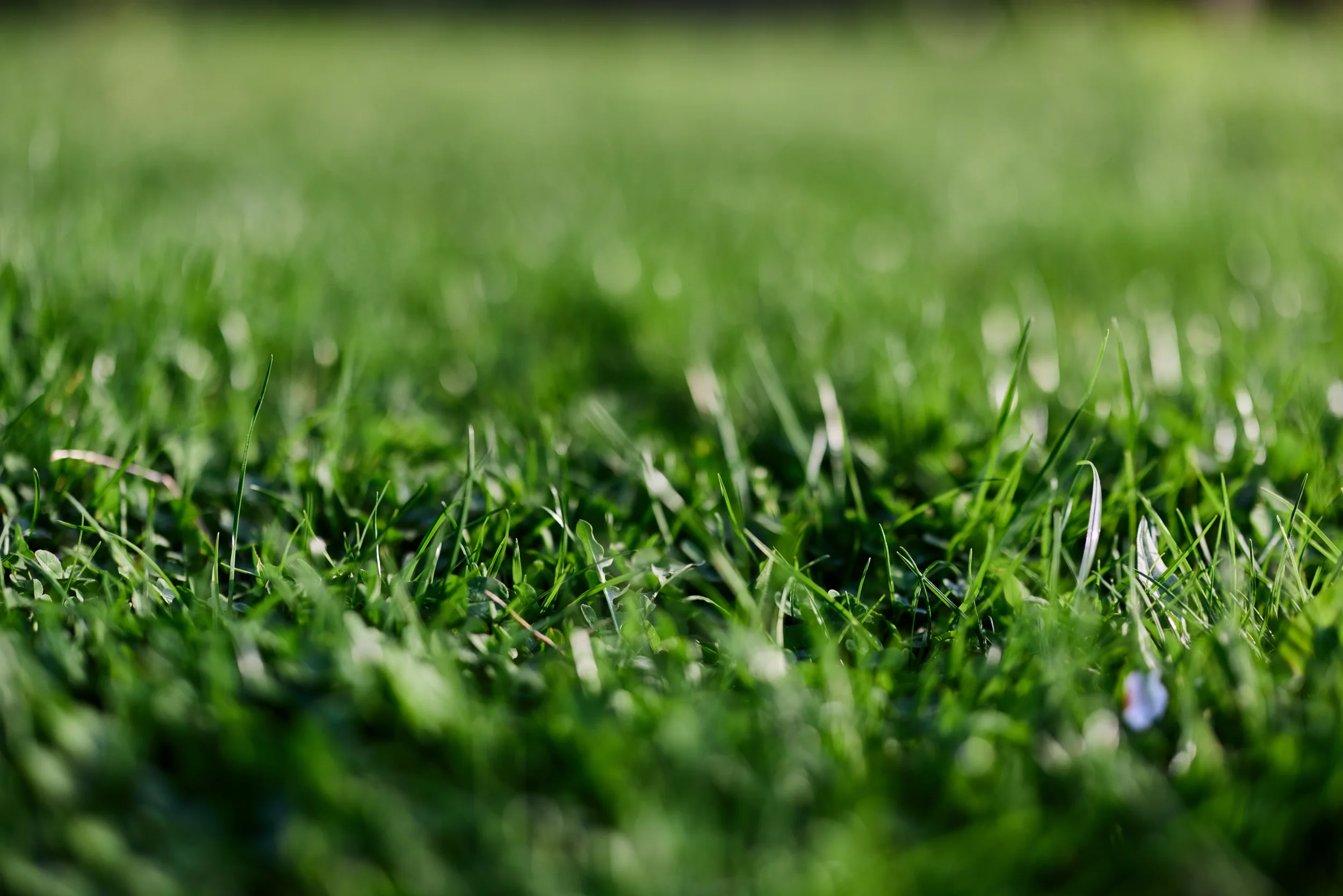 Close-up of thick, lush green lawn grass with soft blurred background, showing a healthy, well-maintained yard.