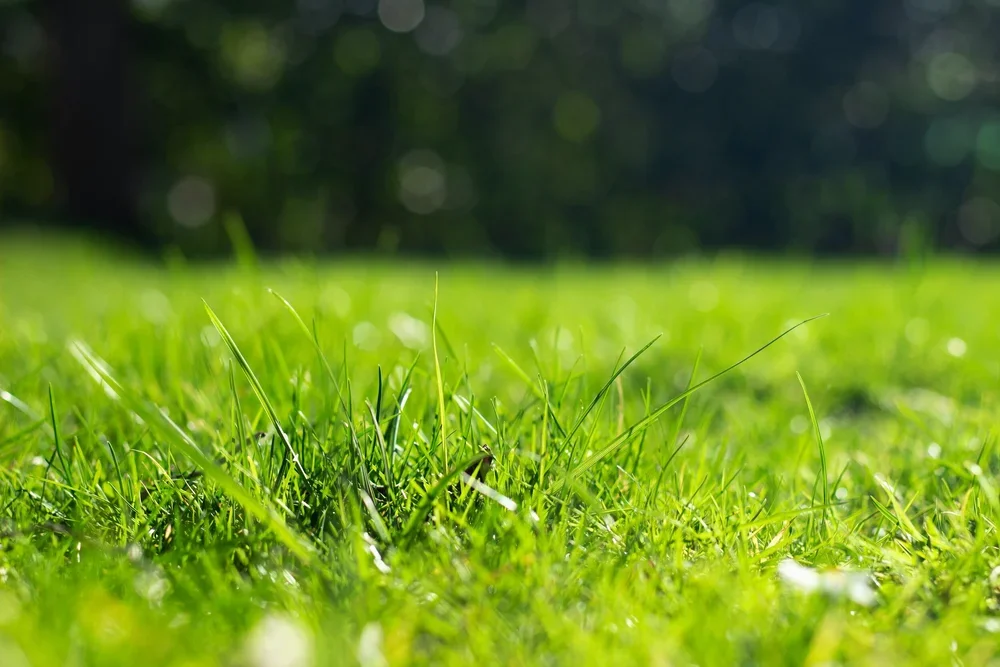 Close up view of lush green lawn grass ready for seasonal fertilization treatment.