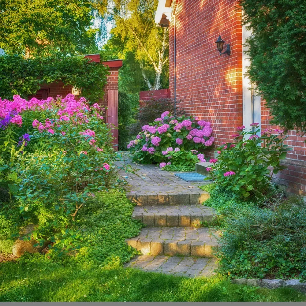 Stone paver steps and walkway next to a brick home, lined with blooming pink hydrangeas and lush garden greenery.