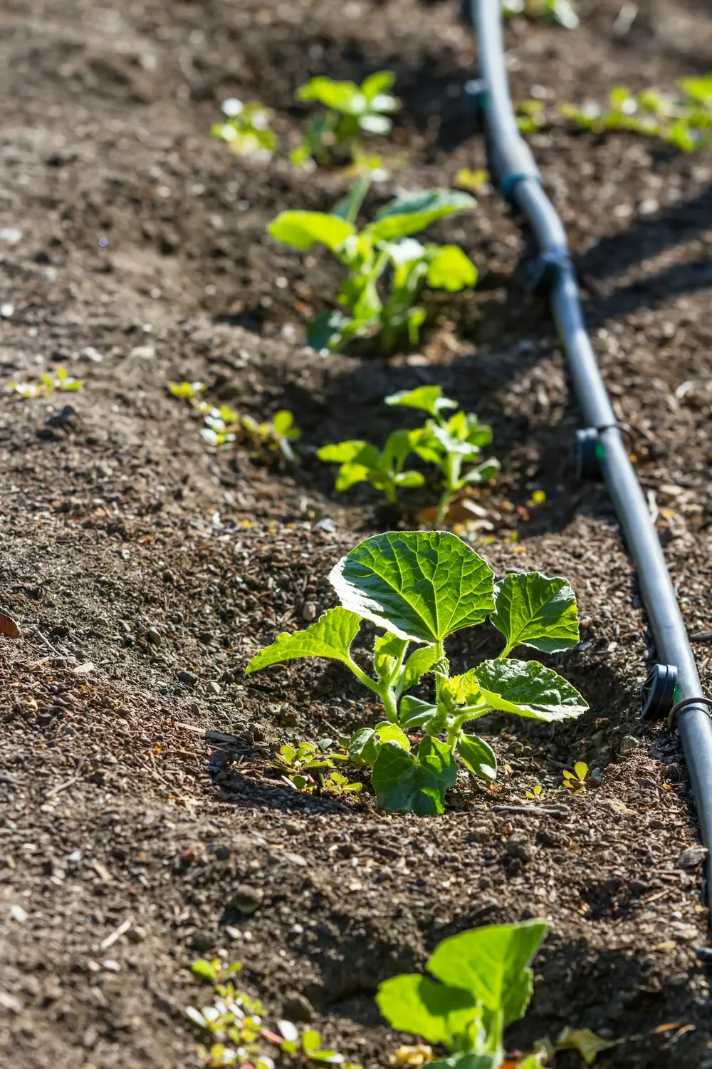 Drip irrigation tubing watering young green plant seedlings growing in rich garden soil beds.