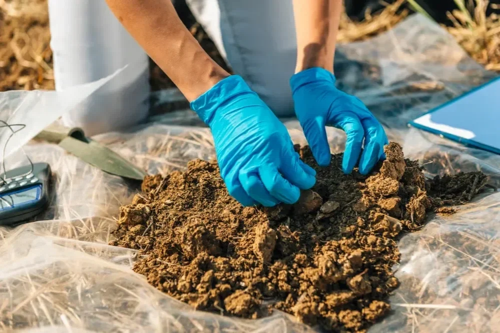 Lawn technician wearing blue gloves sorting through a dirt sample on plastic sheeting for nutrient analysis.