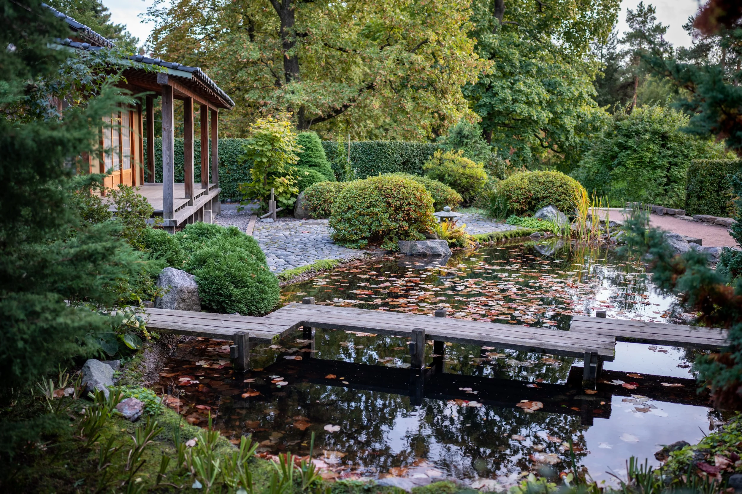 A tranquil Japanese garden featuring a leaf-covered pond, a wooden zig-zag bridge, and a traditional pavilion surrounded by manicured shrubs.