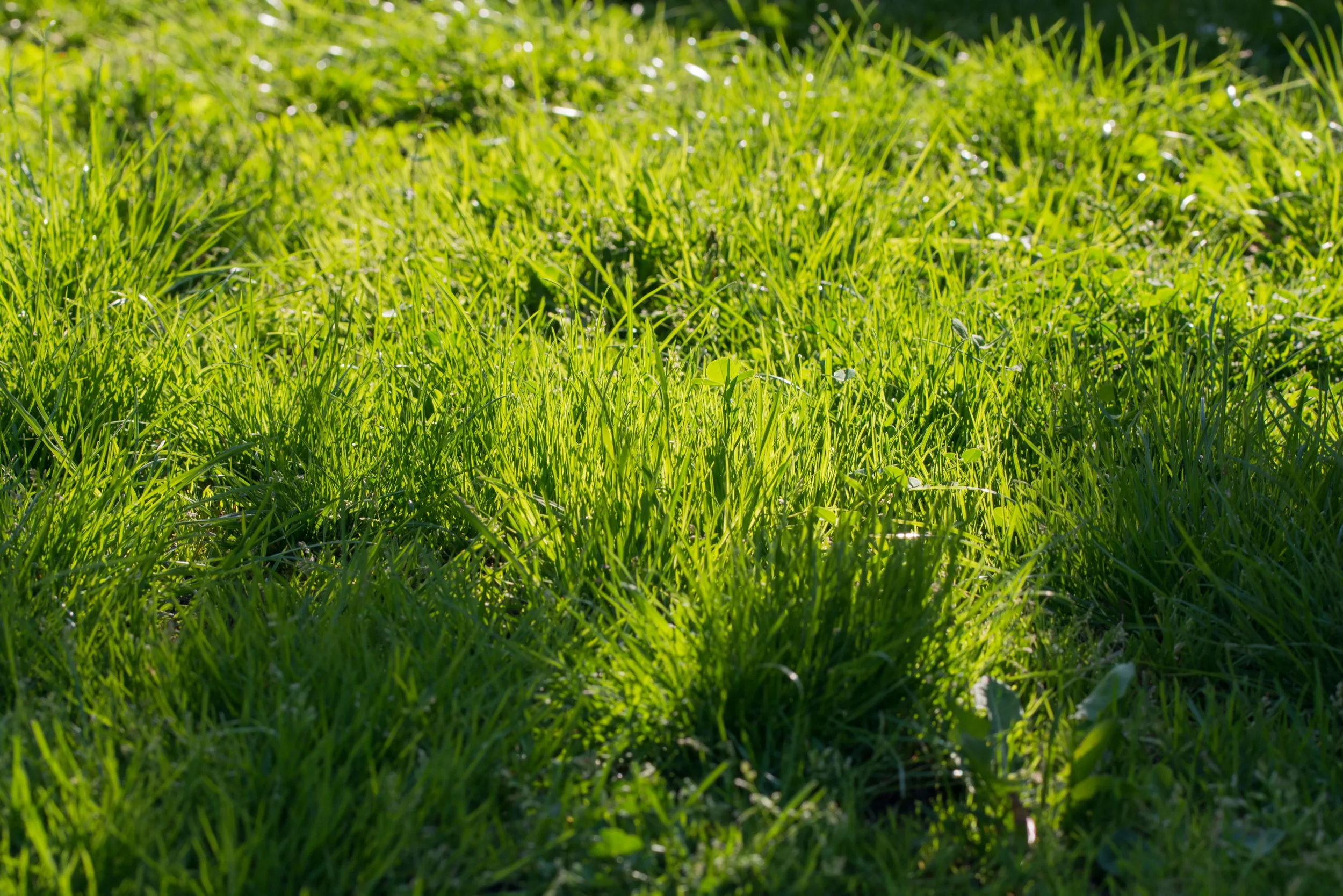 Close-up of healthy, vibrant green grass growing in a sunny outdoor lawn.