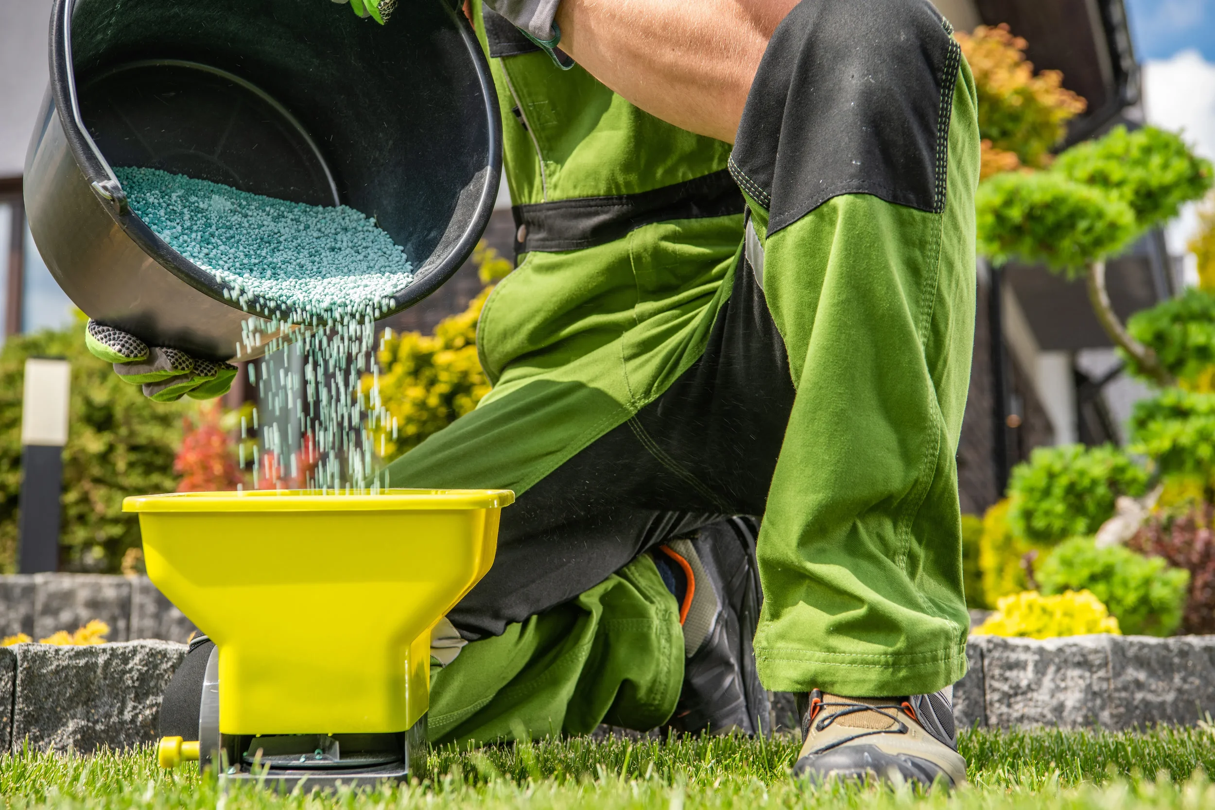 Landscaper pouring blue granular fertilizer into a yellow spreader for professional lawn care maintenance.