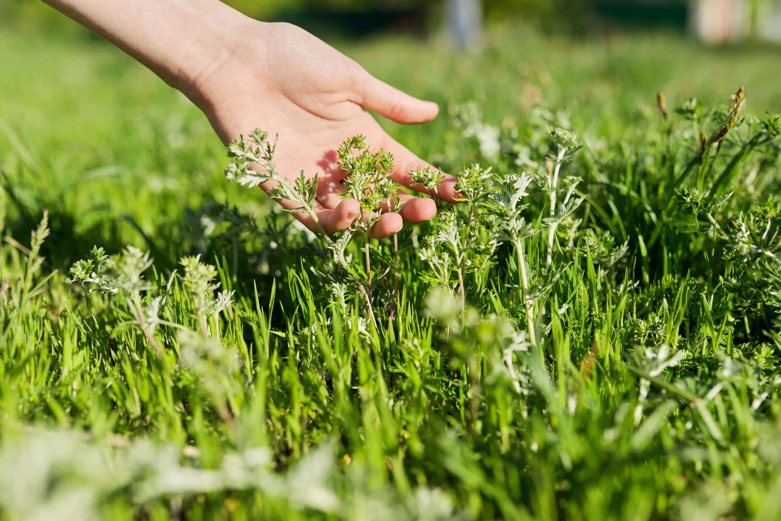 Hand touching a mugwort weed plant with silvery-green leaves growing in a grassy lawn.