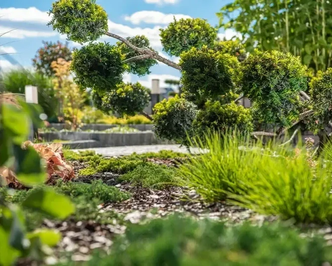Sculpted cloud-pruned evergreen tree in a mulched garden bed with ornamental grasses.