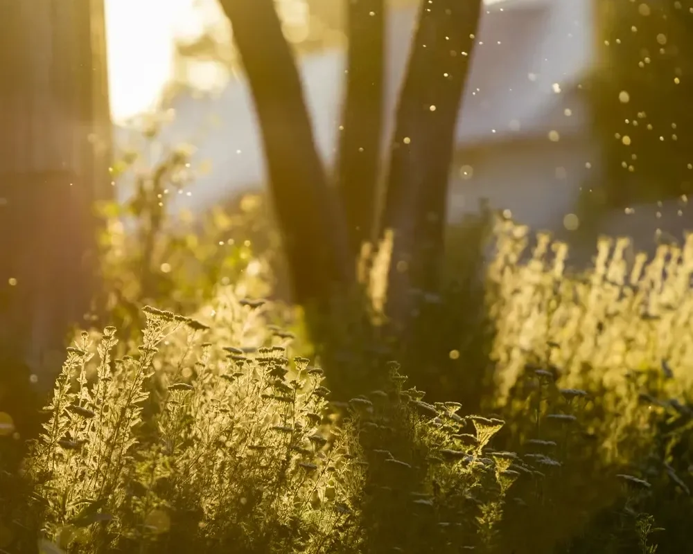 Sunbeams and floating dust particles illuminating green garden plants and tree trunks during golden hour.