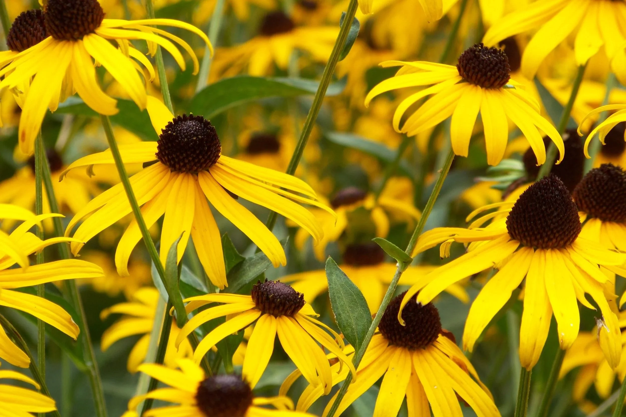 A cluster of blooming Black-eyed Susan flowers with bright yellow petals and dark brown centers in a garden.