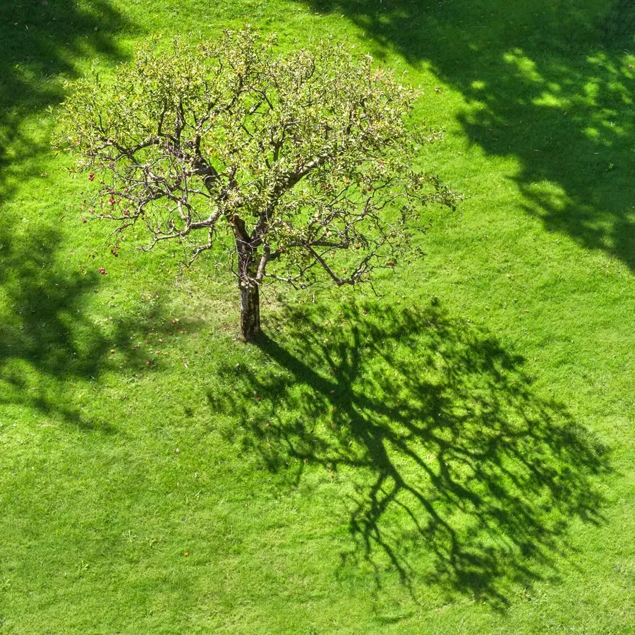 High-angle view of a small backyard tree casting a detailed, wide shadow onto a bright green lawn.