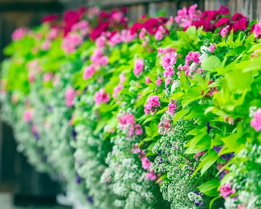 Vibrant pink and red flowers with bright green foliage blooming in a lush window box planter.