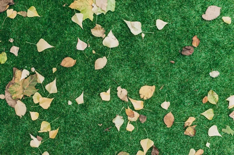 Dry autumn leaves scattered across a lush green lawn during seasonal yard cleanup.