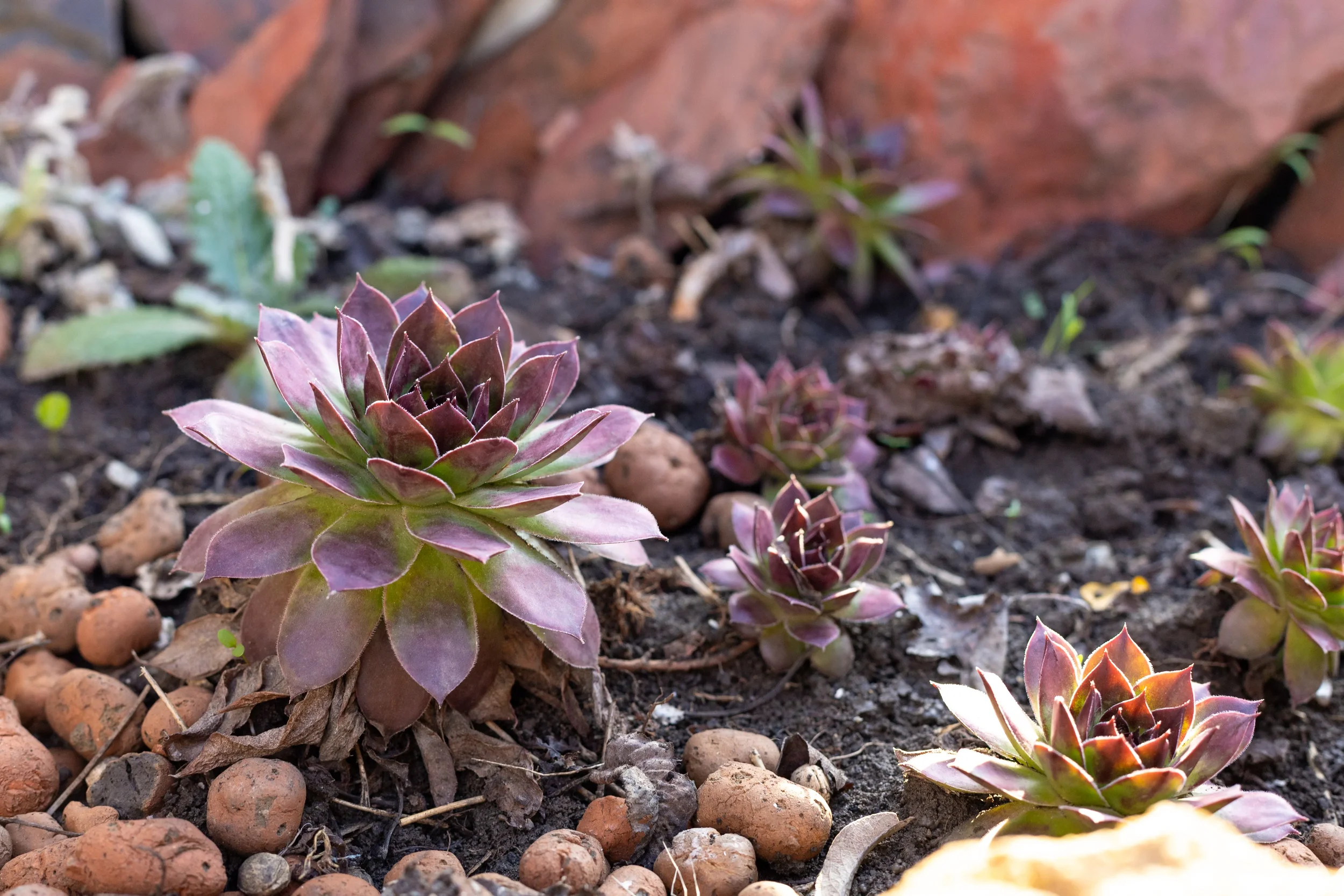 Vibrant purple Sempervivum succulents, also known as hens and chicks, growing in a rock garden with dark soil.