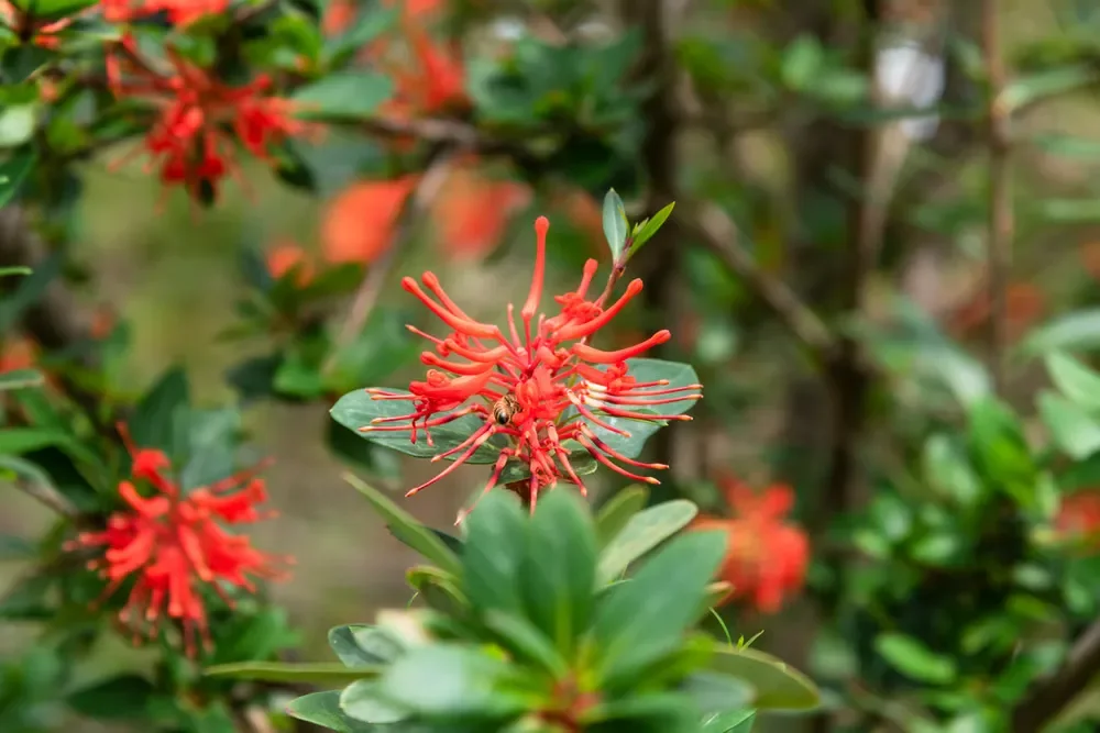 Close-up of unique red spider-like blossoms blooming on a green leafy shrub in a vibrant garden.