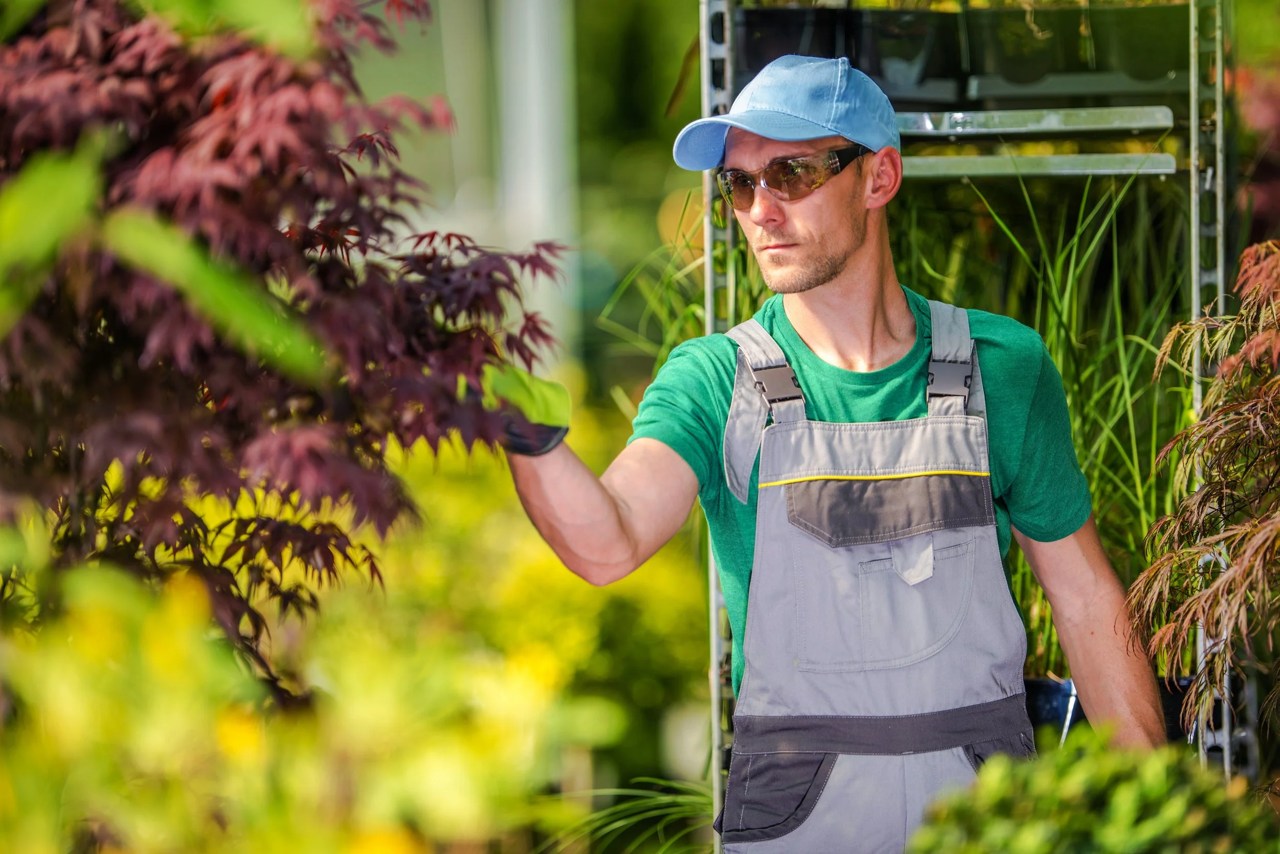 A professional landscaper wearing a blue cap, sunglasses, and grey overalls carefully inspecting the purple leaves of an ornamental tree in a plant nursery.