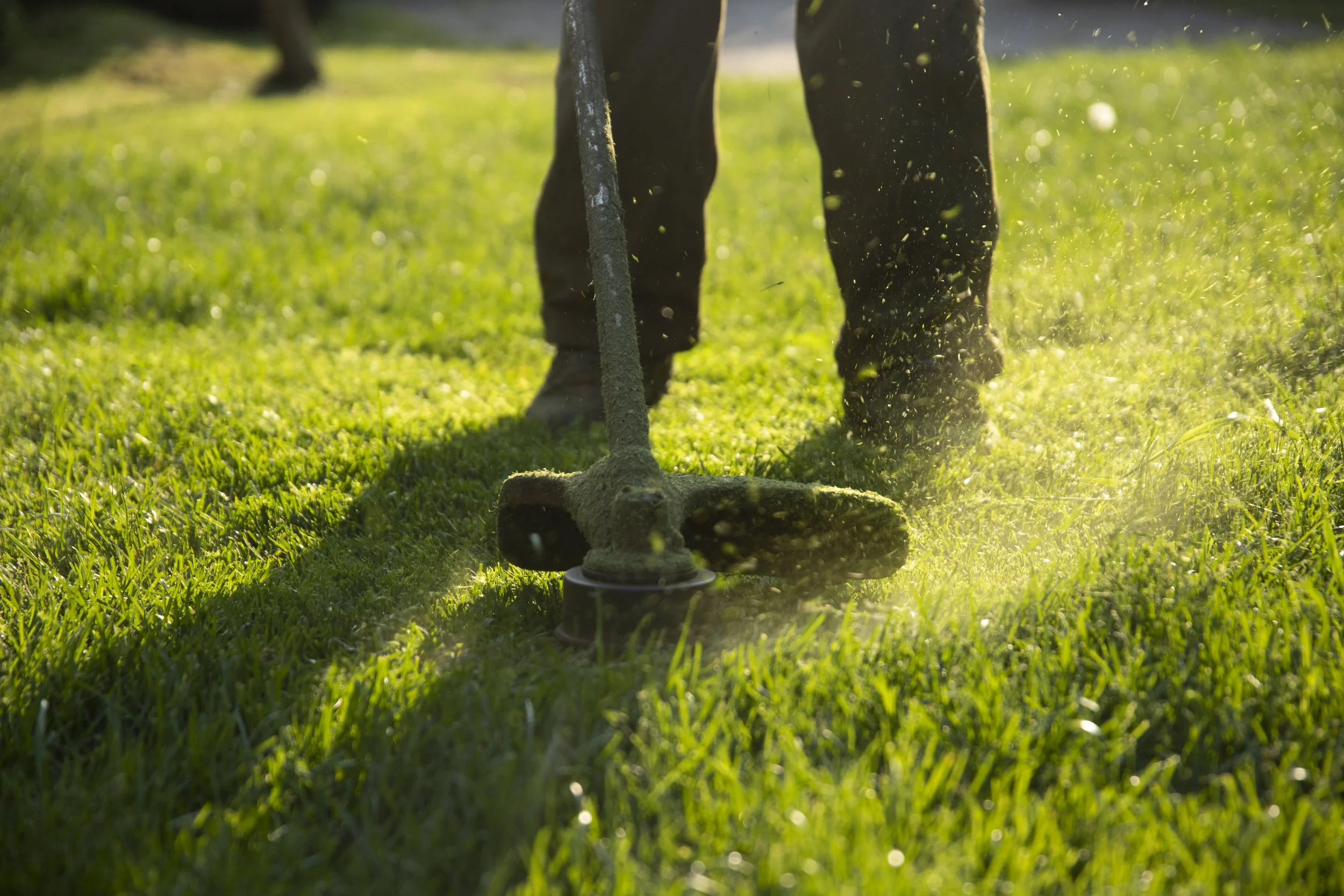 A person using a string trimmer to edge a lush green lawn with grass clippings flying in the sunlight.