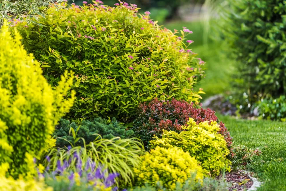A beautiful backyard garden bed featuring colorful shrubs, ornamental grasses, and manicured landscaping.