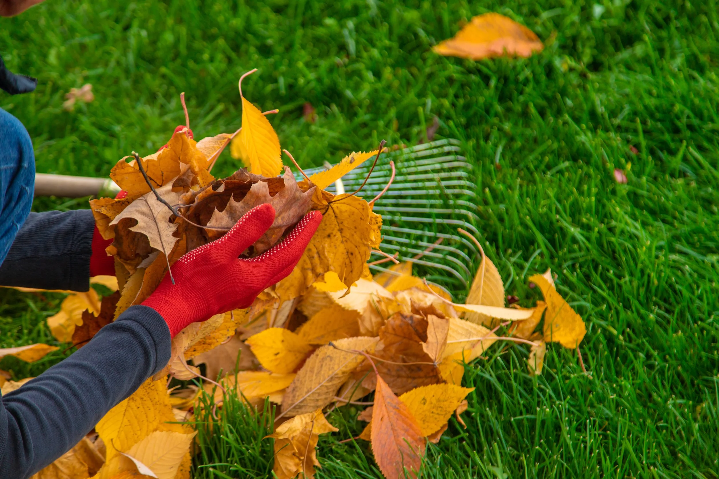 A person wearing red garden gloves picking up a pile of yellow autumn leaves next to a rake on a green lawn.