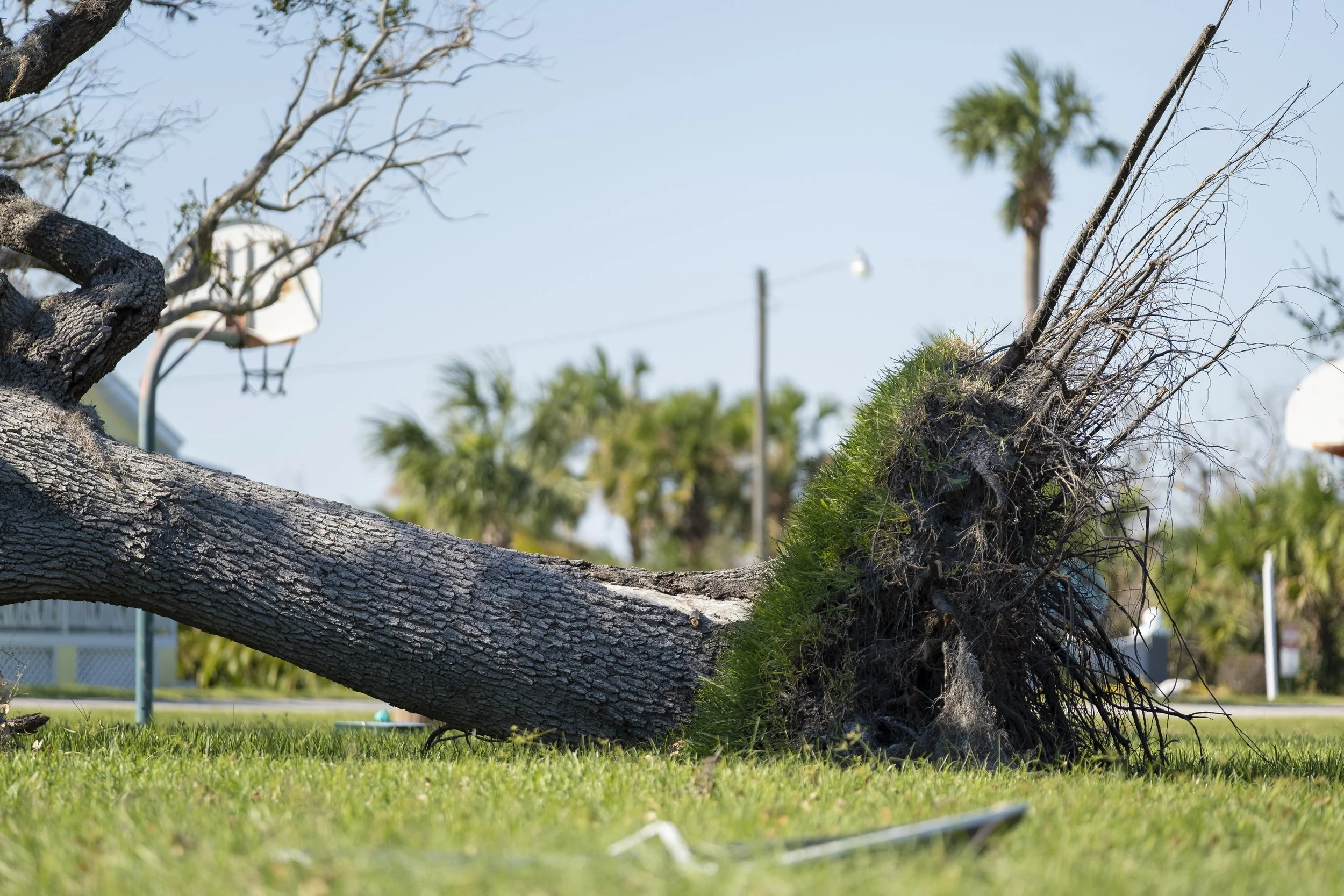 Large tree uprooted and fallen on a residential lawn after a storm, requiring professional emergency removal services.