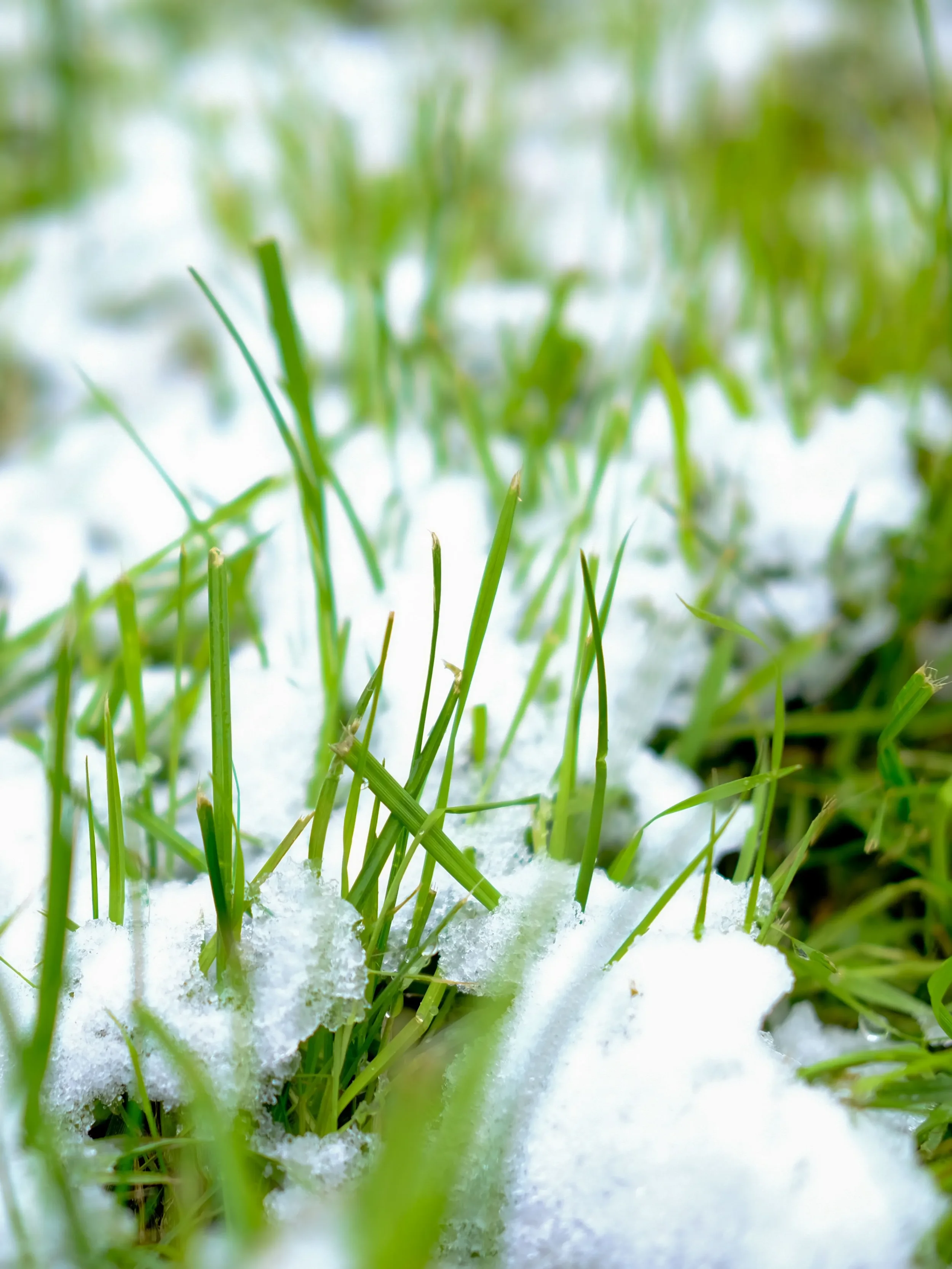 Close up of vibrant green grass blades sticking out through a fresh dusting of light winter snow.