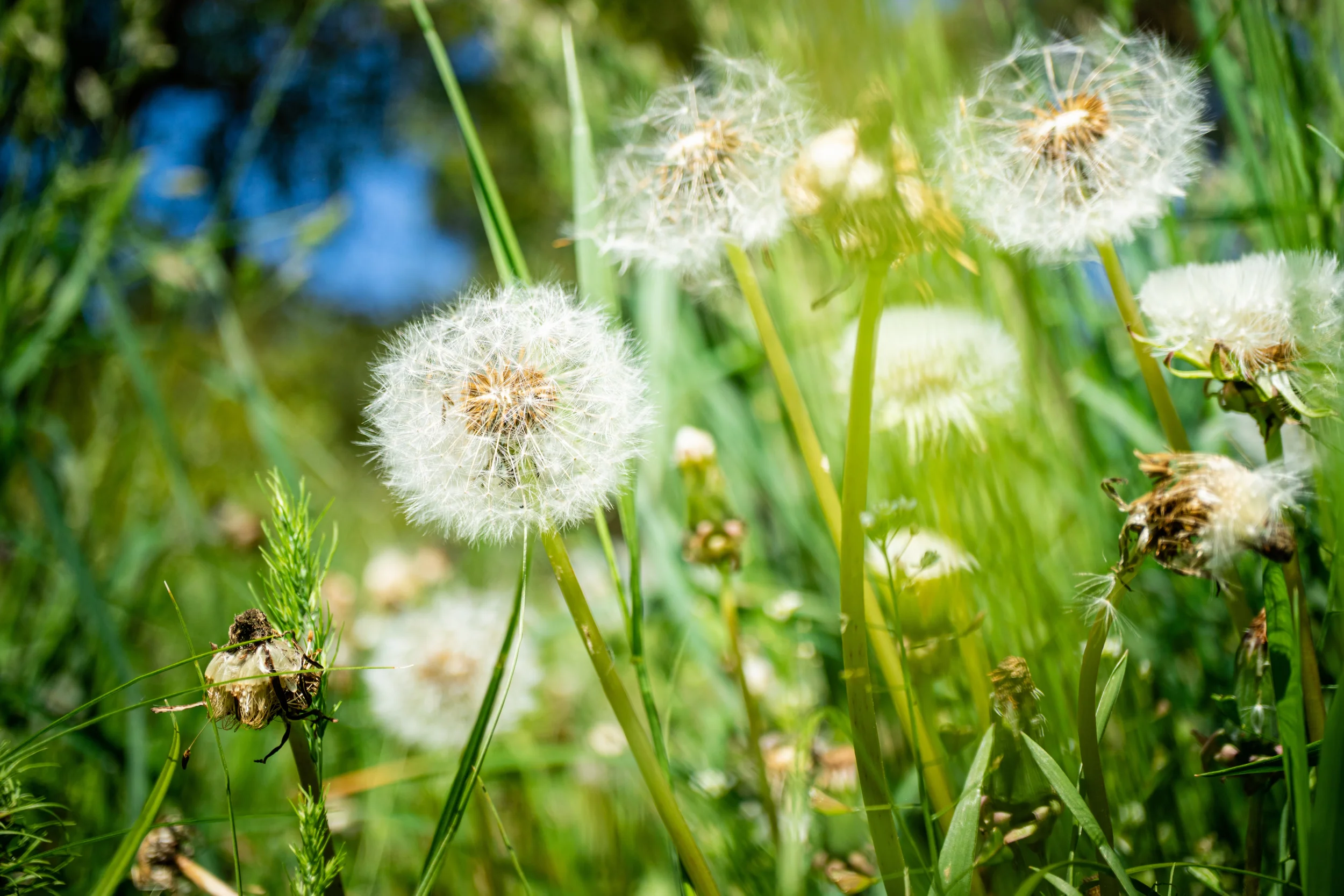 Close-up of white, fluffy dandelion seed heads growing among green grass in a sunny lawn.