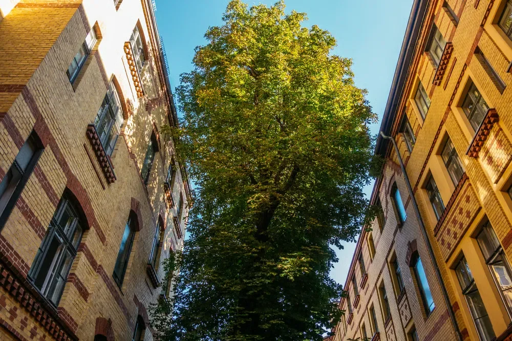 A tall, leafy green tree growing closely between two multi-story brick buildings under a clear blue sky.