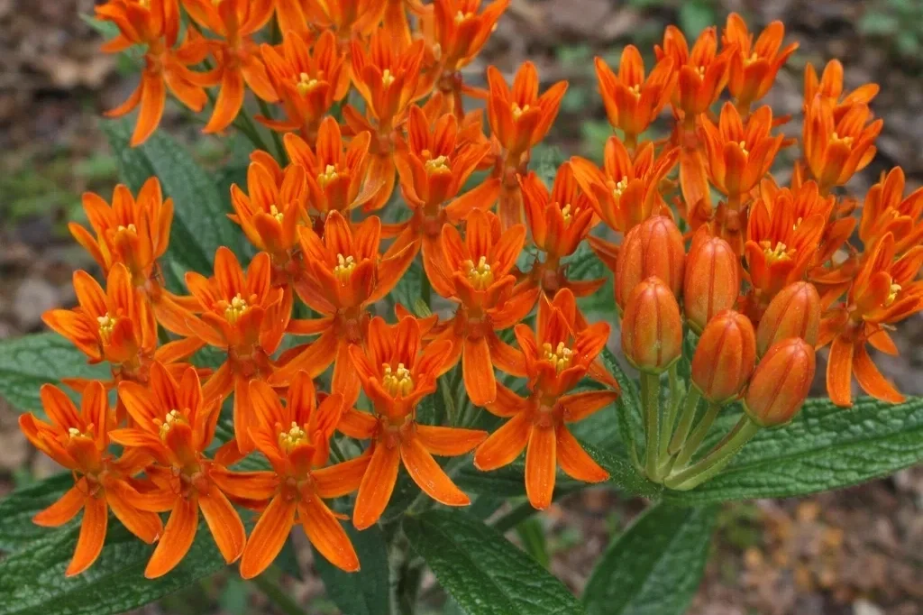 Vibrant orange clusters of Butterfly Milkweed flowers in bloom with green leaves.