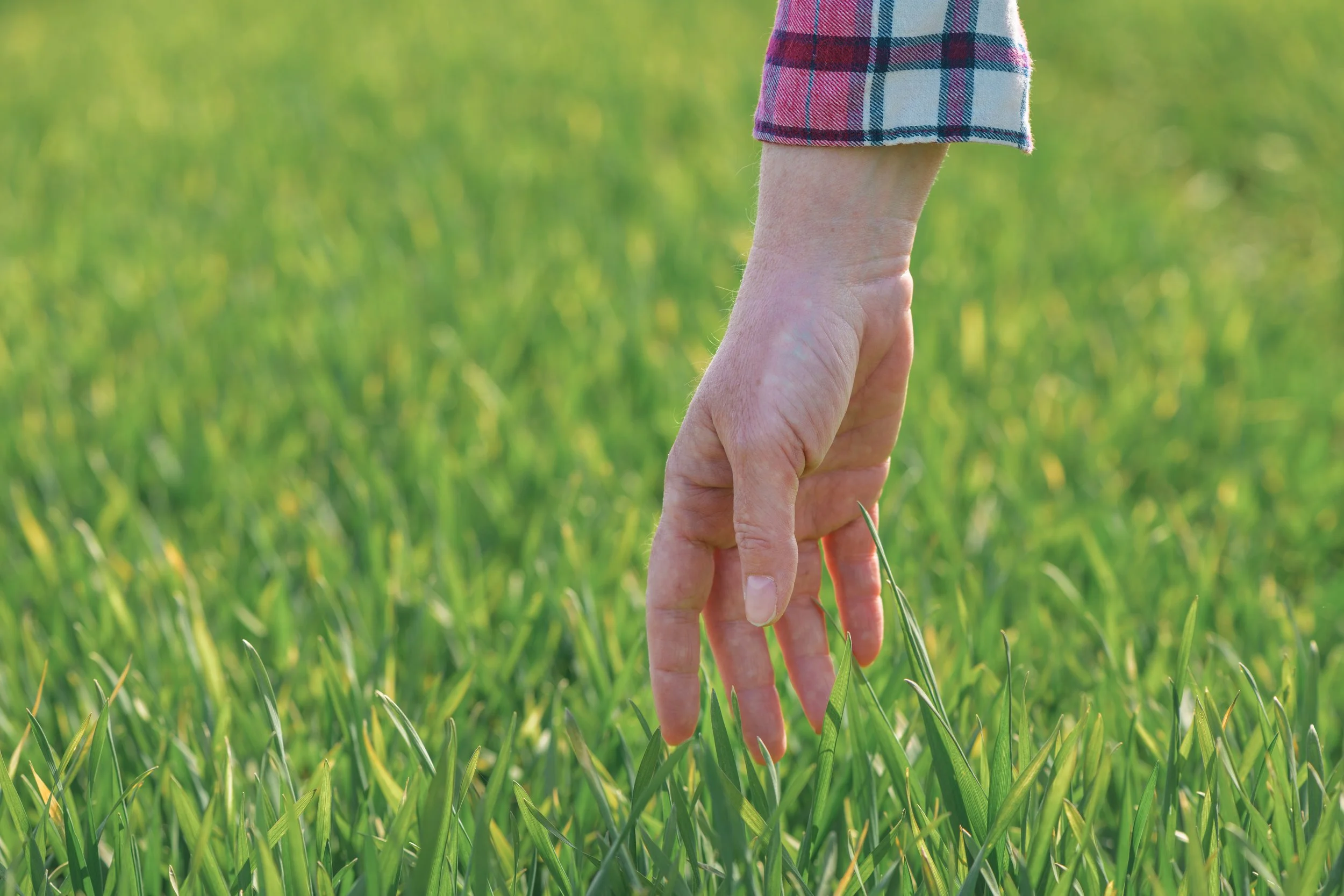 A person in a plaid shirt brushes their hand over the tips of long, lush green grass in a field.