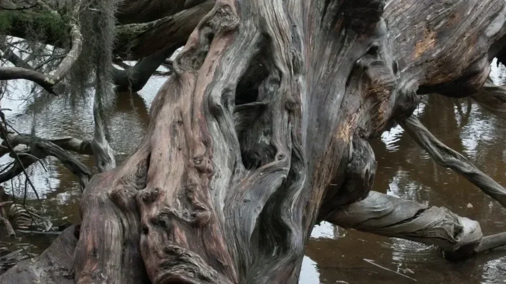 A massive, weathered tree root and stump partially submerged in a murky river or pond, needing emergency clearing.