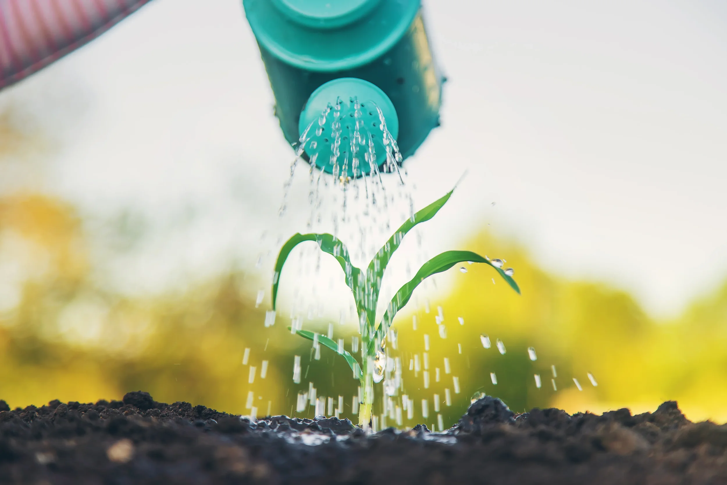 Close-up of a green watering can pouring water onto a small green sprout growing out of dark soil.