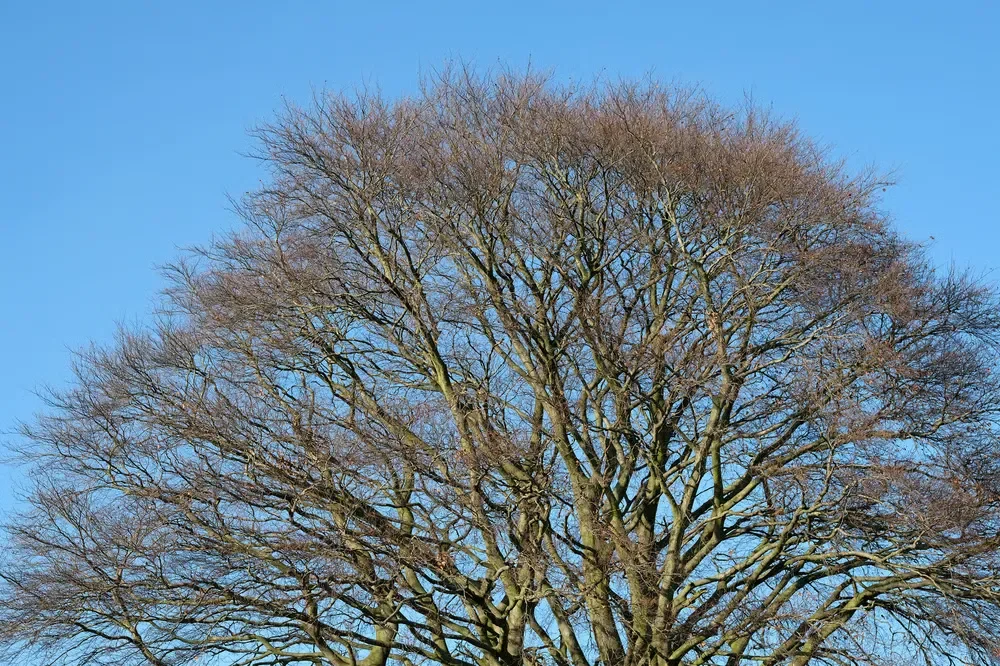 Leafless branches of a large beech tree spreading wide against a clear blue sky during winter.