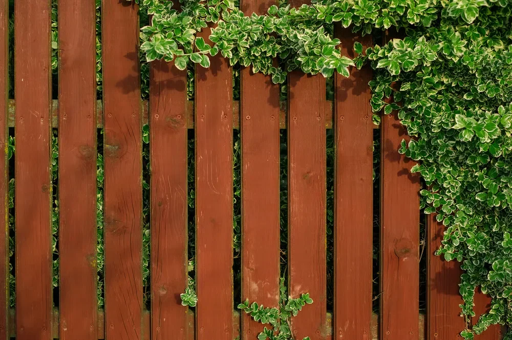 A red-brown wooden picket fence partially covered with lush green and white variegated ivy climbing over the top.