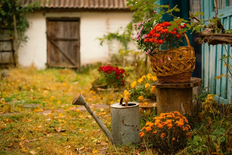 Vintage metal watering can sitting in an autumn garden next to orange flowers and scattered yellow leaves.