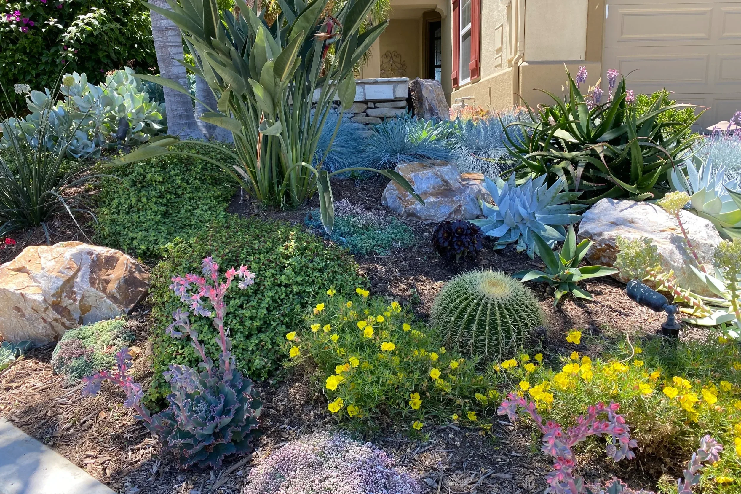 Drought-tolerant front yard landscaping with blue agave, golden barrel cactus, and yellow flowering succulents.
