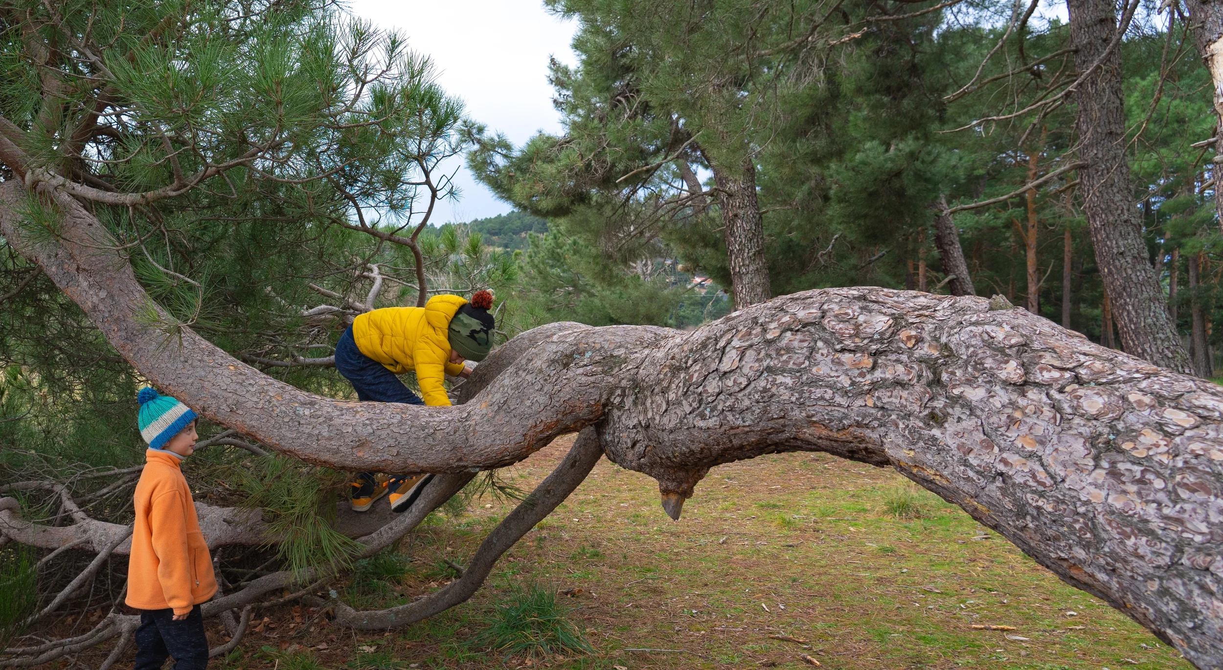 Two children playing on a massive, low-growing curved pine tree branch in a forest park setting.