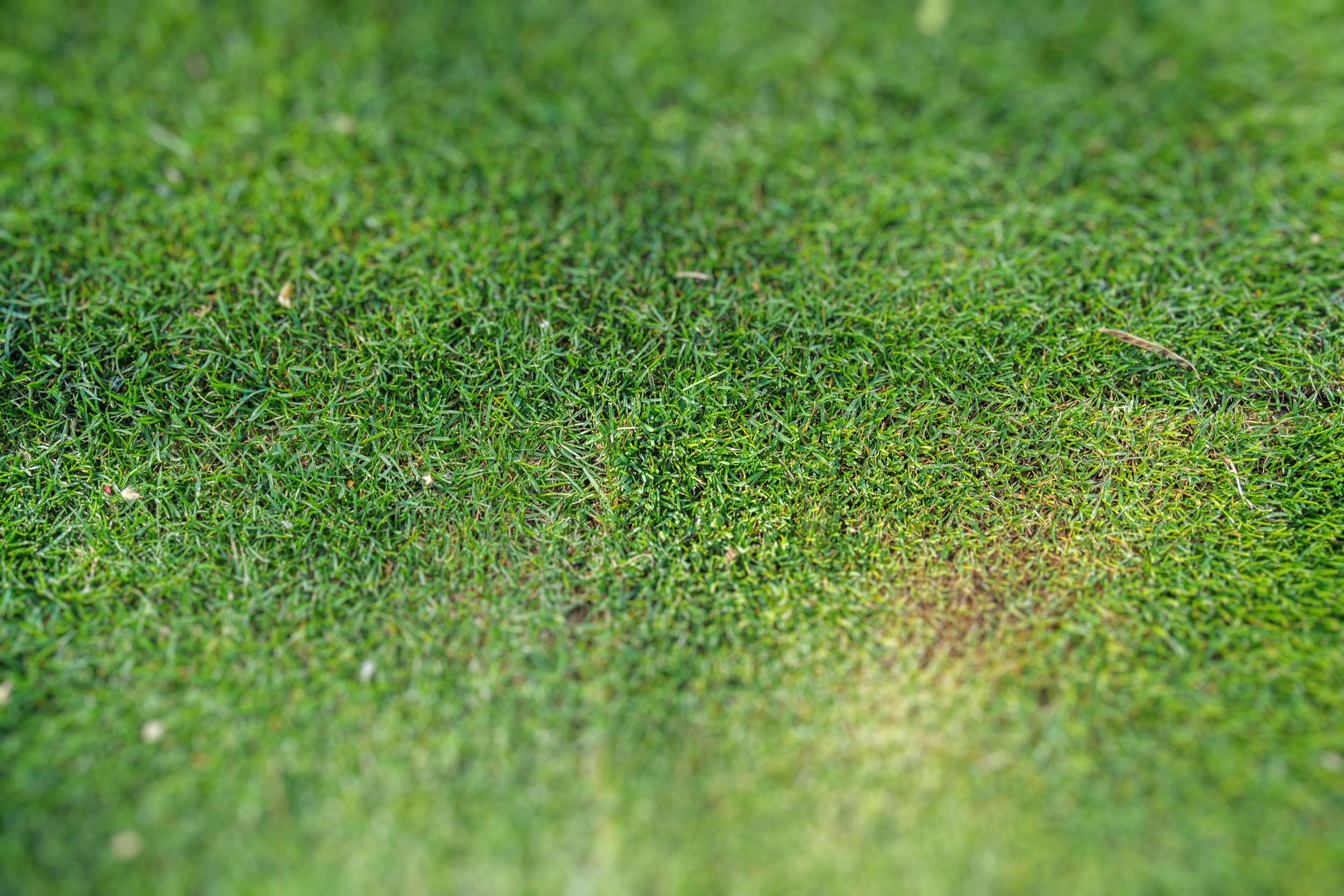 Close-up of a green lawn with a small patch of thinning, yellowish grass.