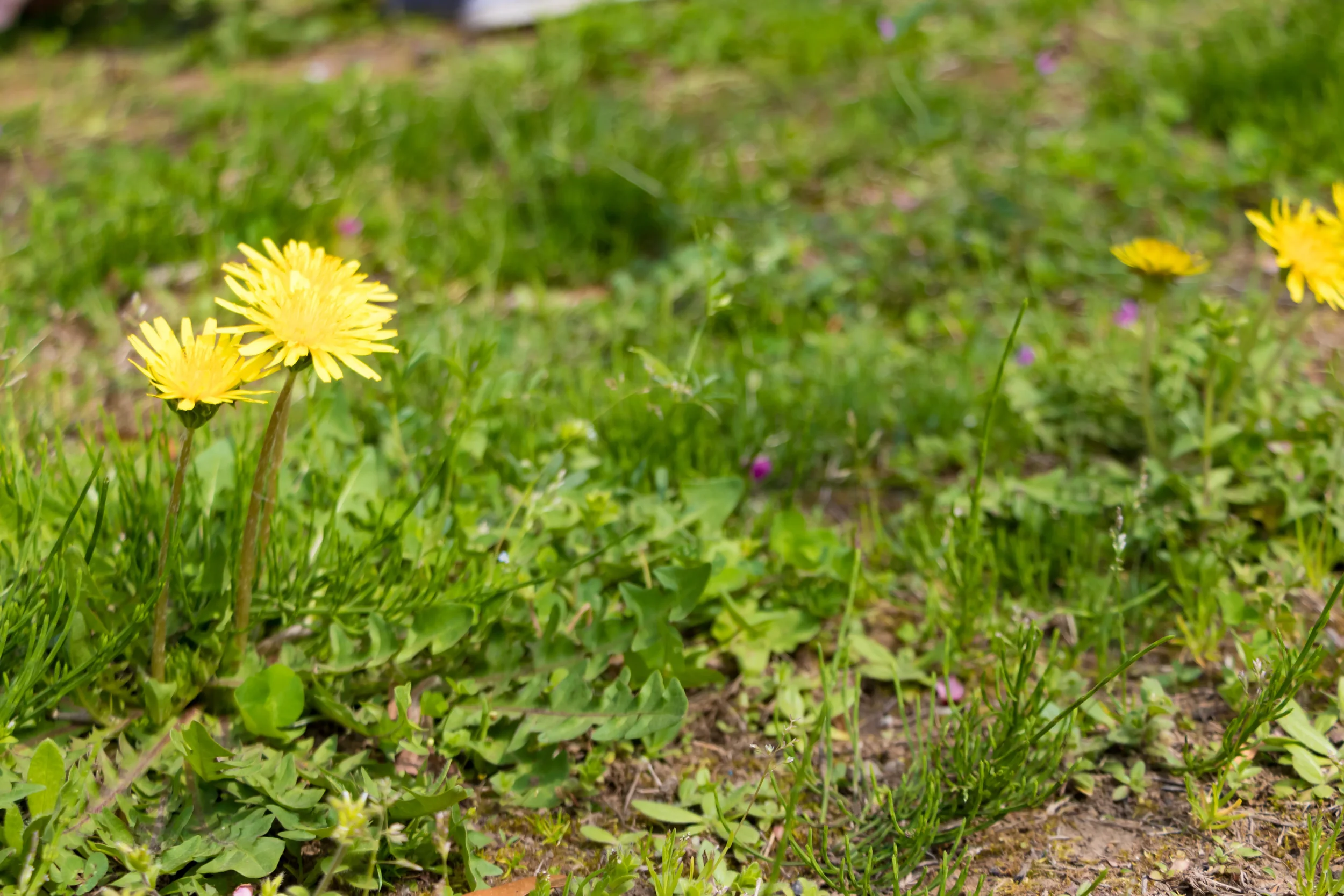 Bright yellow dandelions growing in a patchy, unkempt green lawn needing professional weed control.