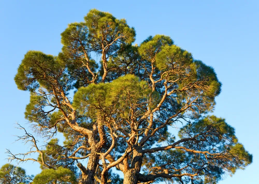 Sunlit canopy of a large, mature pine tree with winding branches against a clear blue sky.
