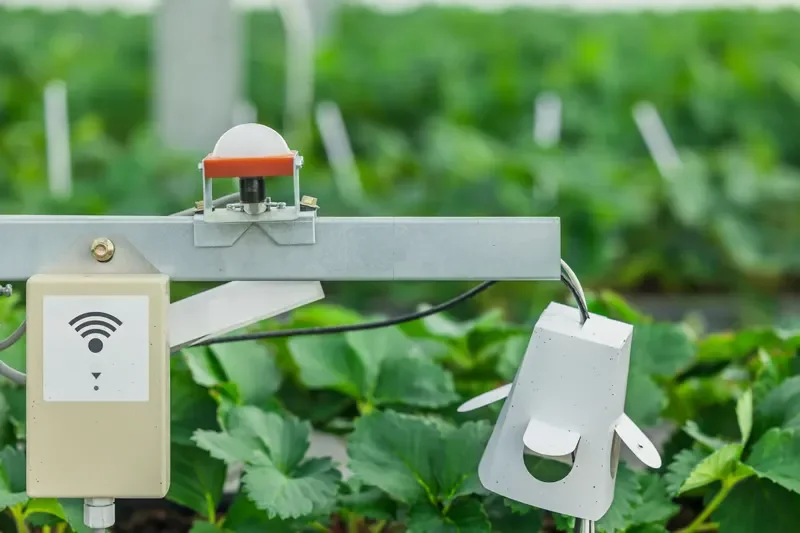 Wireless agricultural sensor device monitoring crop conditions in a field.