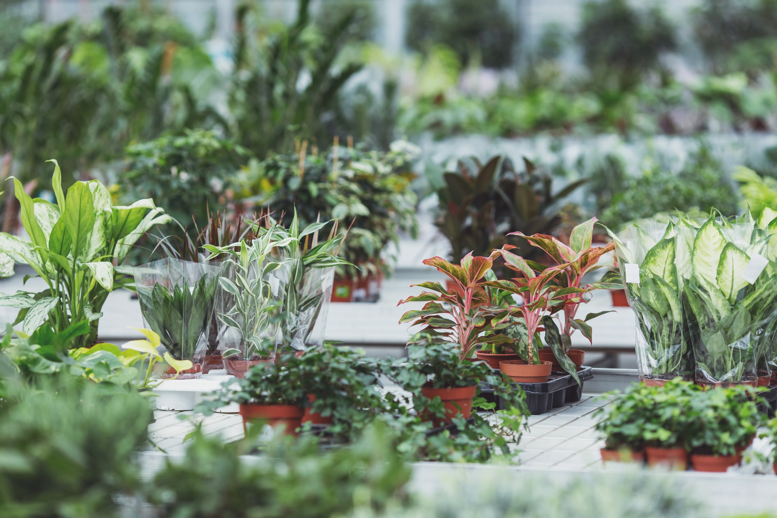 A variety of lush green and reddish indoor houseplants in pots arranged on shelves in a bright nursery.