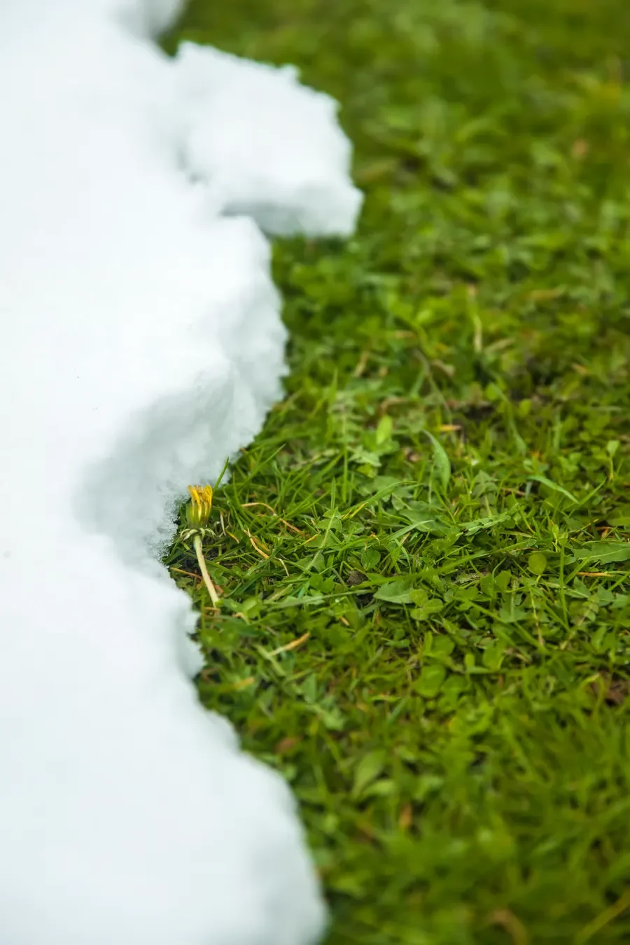 Small yellow dandelion weed blooming at the edge of melting white snow on a green grass lawn.