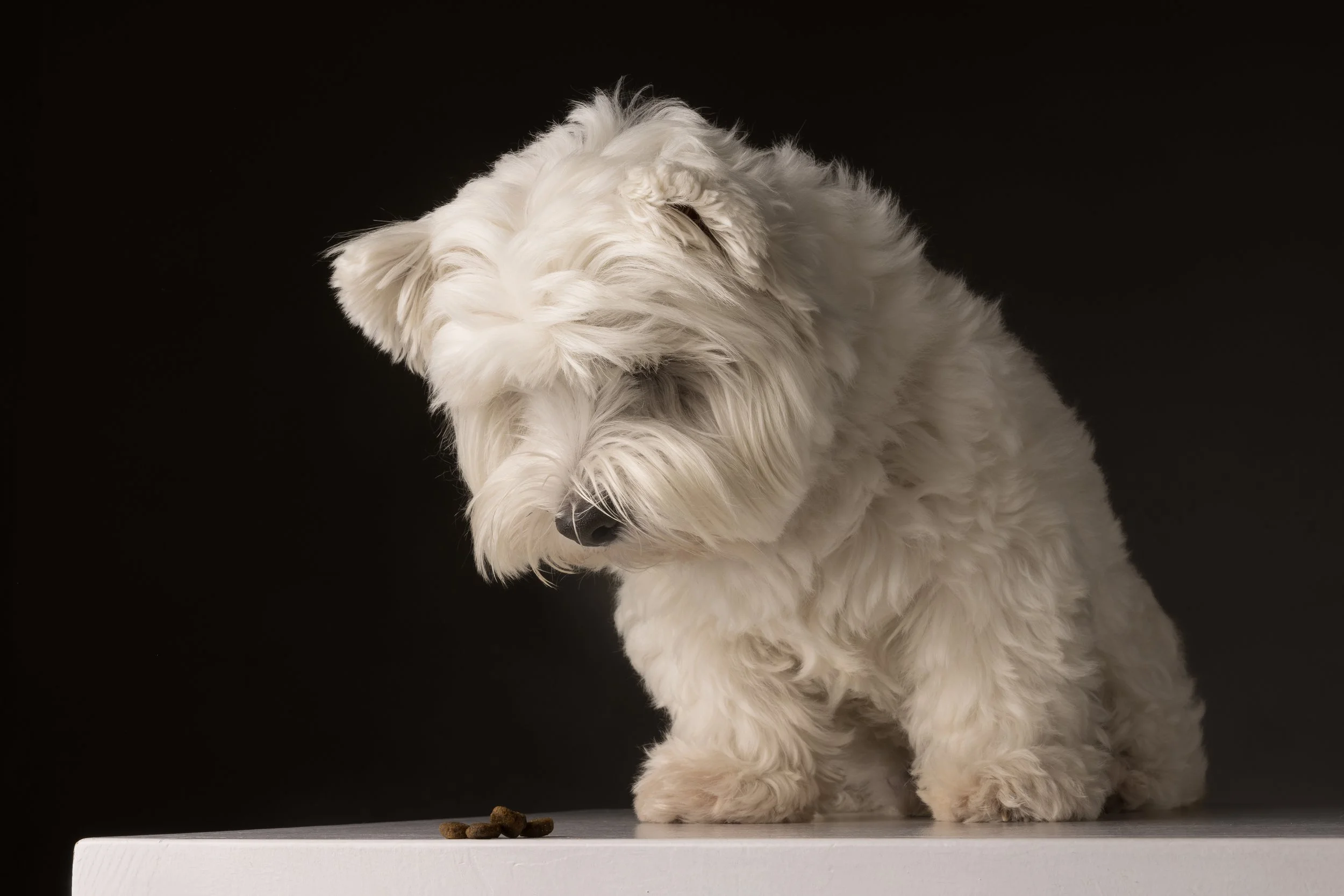 A sad white West Highland Terrier dog sitting on a white surface and looking down at scattered dry kibble against a black background.