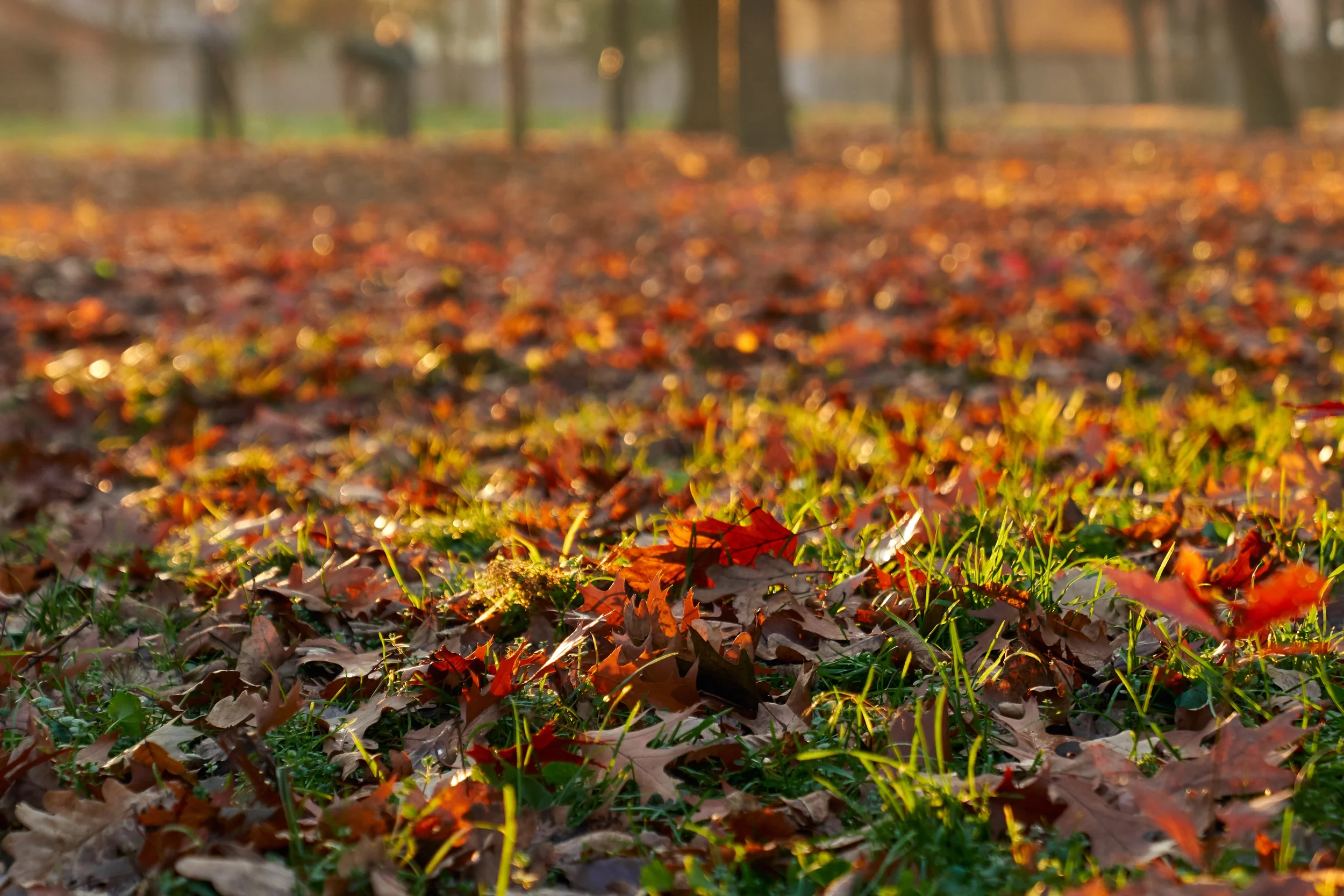 Green lawn covered with fallen red and orange autumn leaves under blurred trees in a park during fall.